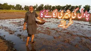 Rice Paddy Nursery Growing | Chawal ki paneeri lagany ka tareeka