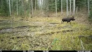 cow moose calling to bull
