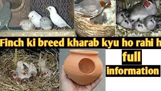 Finch ki breed kharab kyo ho rahi h