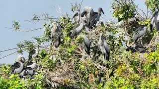 Flight Above Earth The Hidden World of Birds Revealed EP82#birds 