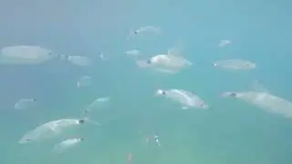 Underwater Fish Feeding in Didim 2025 🐟 | GoPro HERO10 at 3rd Bay (&Uuml;&ccedil;&uuml;nc&uuml; Koy) Beach Club Mocha