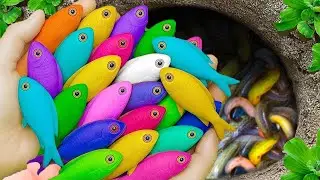 Catch beautiful aquarium fish in small pond baby turtles, molly fish, rat fish, guppies, iguanas.