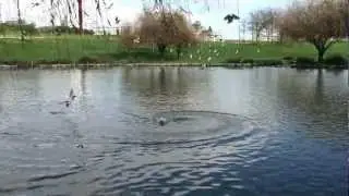 Ziphius, happy as a duck in water!
