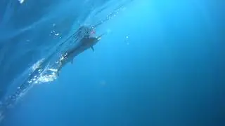 Marlin underwater footage