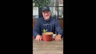 Easy to Propagate Oleanders