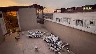 KUŞLARIM