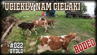 #22 Bydło opasowe - Ucieczka cielaków i sprzątanie u byczków - szykujemy się na kolejne cielaki