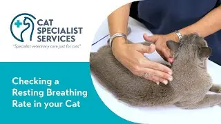 How to Check Your Cat’s Resting Breathing Rate