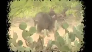 The Amazing Outdoors with Bushlan Camo 1
