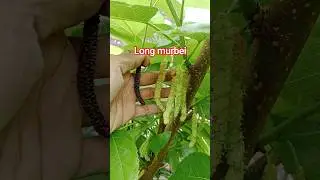 Buah LONG MURBEI #viral #fruit #mango #duet #catatanmotivasi #food #garden #funny #fun #quotes #reel