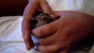 baby kaala teetar black francolin 1 month