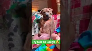 Try Not To Laugh 🤣 Funny Dogs Moments #funnyvideo #Funnydogs #dogs #dogshorts #laugh #reaction