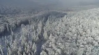 wild Poland Mountains Trees Woods Forest Poland Winter