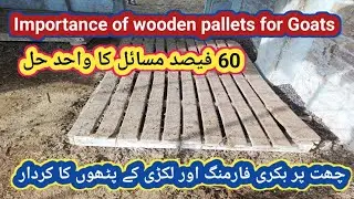 (107) Importance of wooden pallets in rooftop Goat farming setup