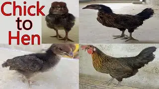 Chick to Hen | Chick growth | Pets tv