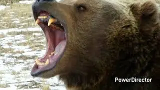 Montana Griz Football Highlights vs. SDSU Round 2 FCS Playoffs 2025
