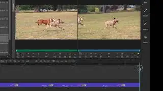 AVID EFFECTS MOTION