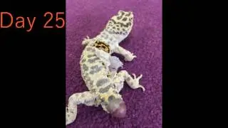 Gecko Tail Regeneration Video