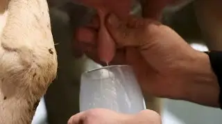 Unbelievable Skill: How to Hand-Milk a Cow at Fen Farm Dairy!
