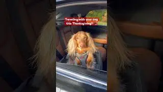 Thanksgiving travel tips to keep your little turkey safe! 🦃 #dogshorts #thanksgiving