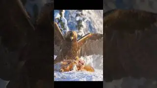 It's common to eat prey that others have already caught#wildlife #shorts #nature #animals