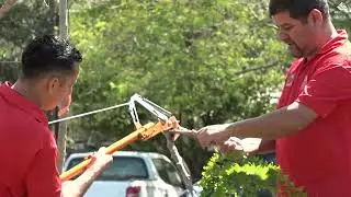 &Aacute;rbol de Chilillo: salud y bienestar