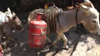Donkeys carrying goods up steps, near Pune, India