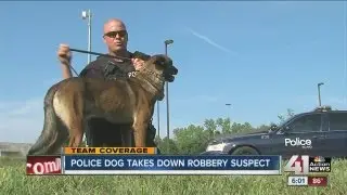 Police dog takes down carjacking suspect