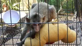 Lola can heal wound fast unbelievable | Lola take medicine 3 days ( Antibiotic & pain killer ).