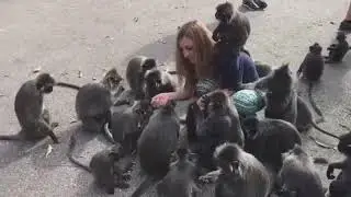 Feeding silver leaf monkeys in Mylasia