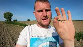 Ile wprowadzamy składników z nawozami dolistnymi? Zabieg T2 w pszenicy nasiennej.