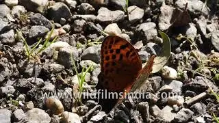Looking for the Bhutan Glory butterfly we found the Large Silverstripe