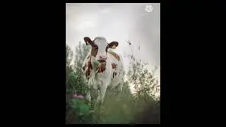 Funny cow dance videos 2021|