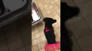 Poor Milo