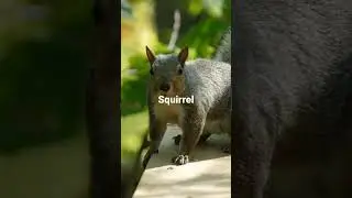 #squirrel comedy video #squirrel funny video😅😅#naughty squirrel🐿🐿🐿 video