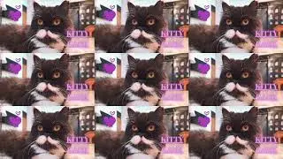 Cute Cat Video - When Mochi's Happy
