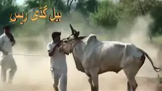 GHIRLA BAIL DORH JELSA BAIL DOOR 2017 /8 part 4 race wala game