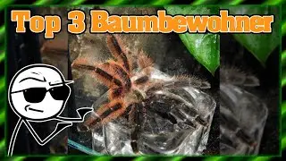 Top 3 Baumbewohnende Vogelspinnen