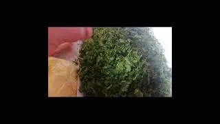 اجيو تشفوا👀 طريقة تشرميلا 😃ديال دجااج 🐓لي كتسولنو عليها فلي كومنتير 💬