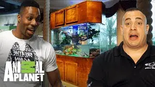 Acuario sudam&eacute;ricano para la estrella de la NBA | Con el agua al cuello | Animal Planeta