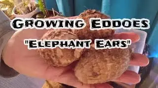 Growing Eddoes | 