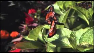 God of Wonders Trailer