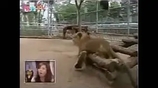 Once the young Tiger enters then the Lion Cub was scared and started running 