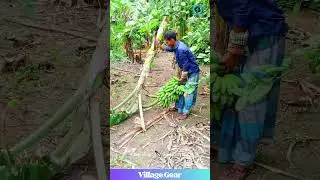 This Banana Harvest Method is Next Level! 🍌🪓 No Ladder Needed! #bananaharvest #lifehack #skills