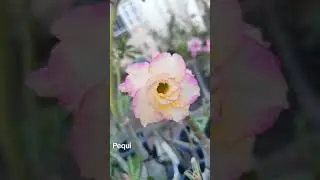Rosa do deserto Pequi#foryou #fypシ #classicas