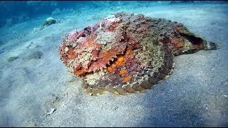 Happy Life Village - Home reef 11-12/2017