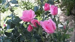 Kolay Yöntemle Gül  Nasıl Çoğaltılır?