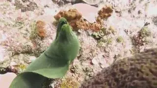 Green Moray Eel Belize 2016
