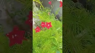 Rooftop garden 🏡#kunjolota flower 😍&hearts;️❤️#like