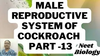 Cockroach Male Reproductive System, Part -13